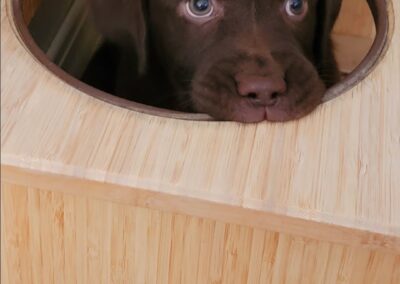 Plyboo elevated dog bowls