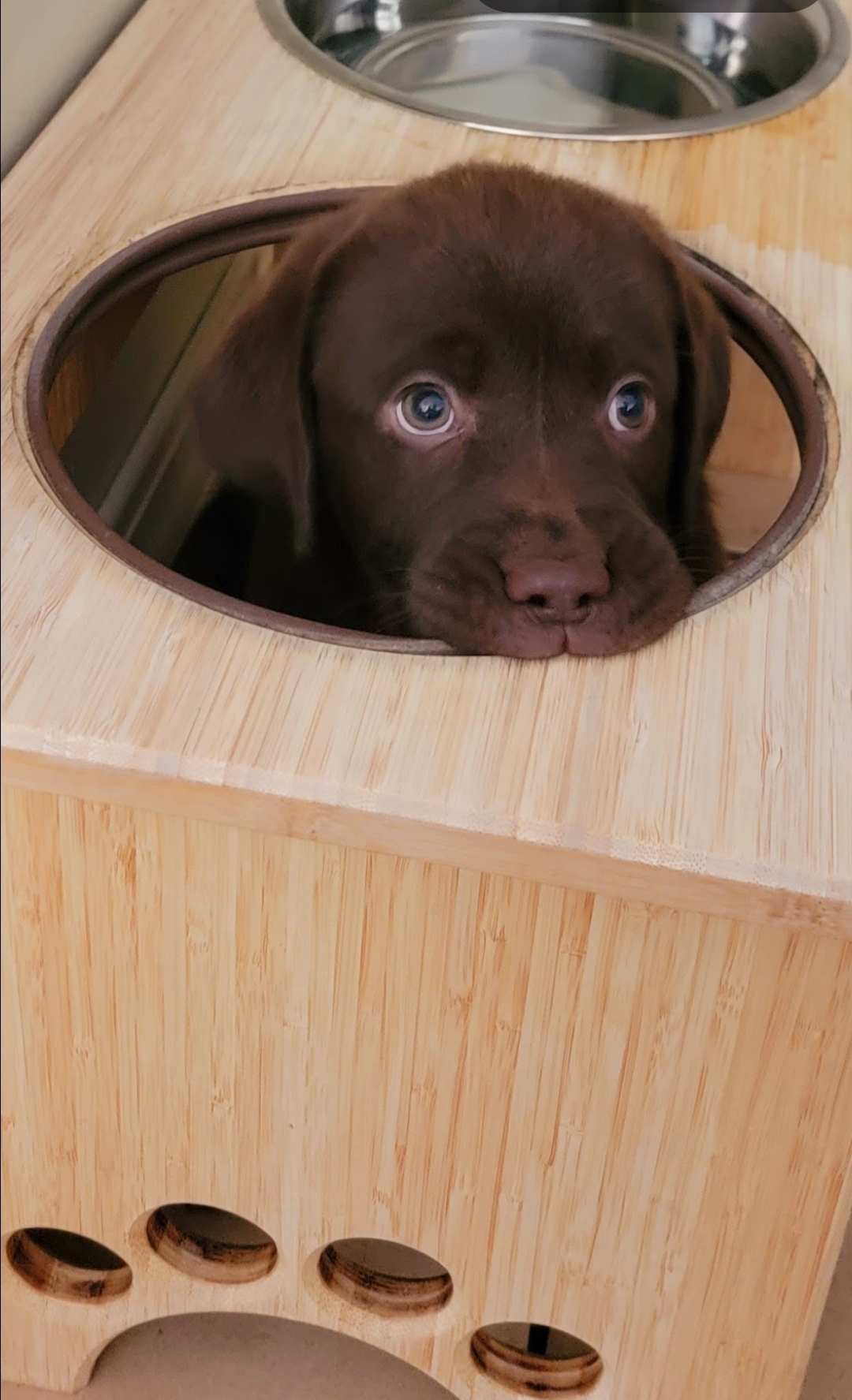Plyboo elevated dog bowls Plyboo elevated dog bowls